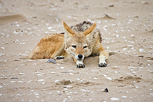 纳米比亚,黑背狐狼,休息,海滩,破损,海螺壳