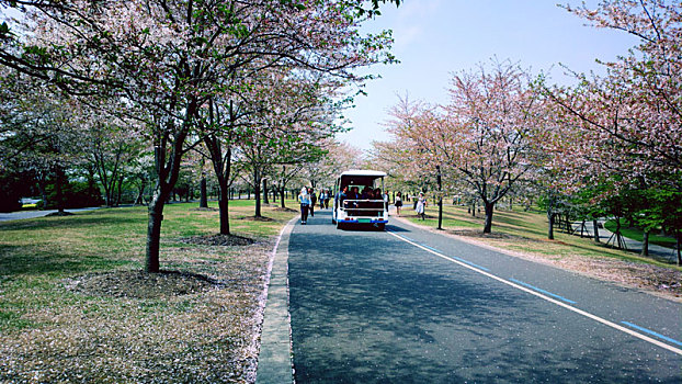 生活,花卉