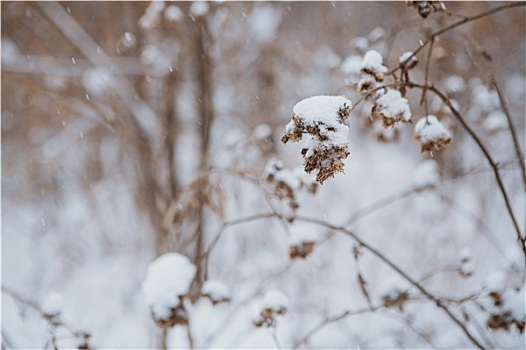 冬季风景,松树,枝条,树,雪