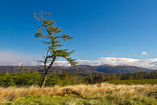 树,高地,苏格兰