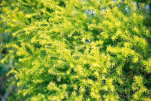 植物,叶子