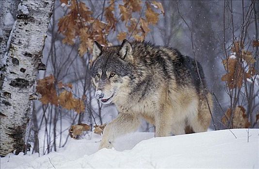灰狼,狼,哺乳动物,雪,冬天,北方,蒙大拿,美国,北美,动物
