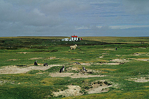 福克兰群岛,自愿角,企鹅,绵羊,农舍