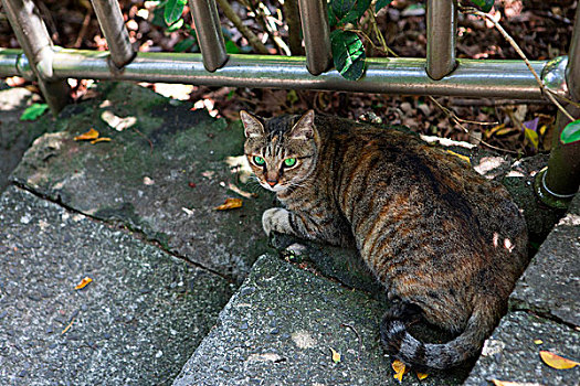 台湾观光景点猴硐猫村,猫村小路上的可爱的猫猫