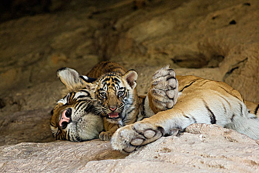 孟加拉虎,虎,星期,老,幼兽,睡觉,母亲,巢穴,班德哈维夫国家公园,印度