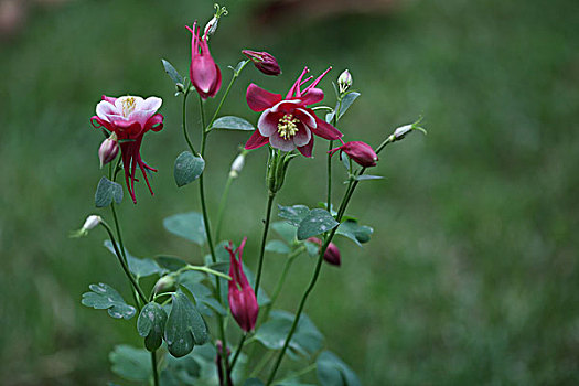 大花耧斗菜