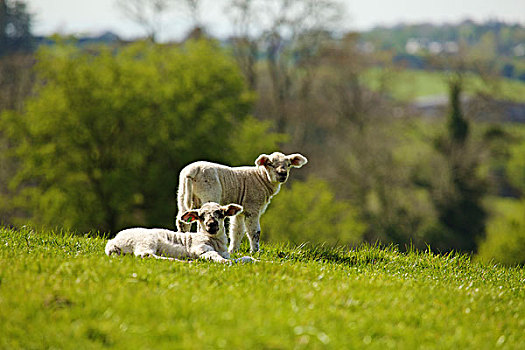 两个,年轻,羊羔,山坡,都柏林,爱尔兰
