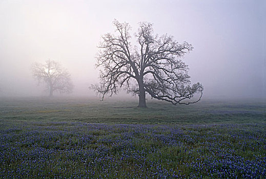 橡树,雾气,早晨,加利福尼亚