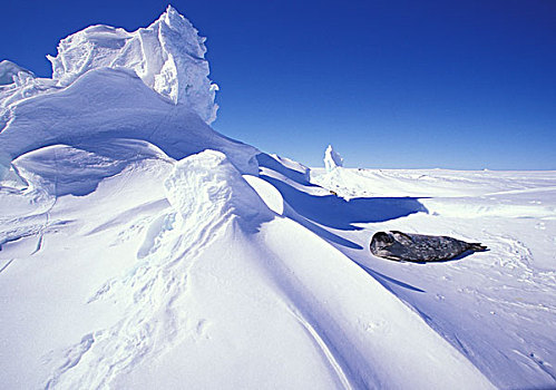 南极,岛屿,海狗,冰层