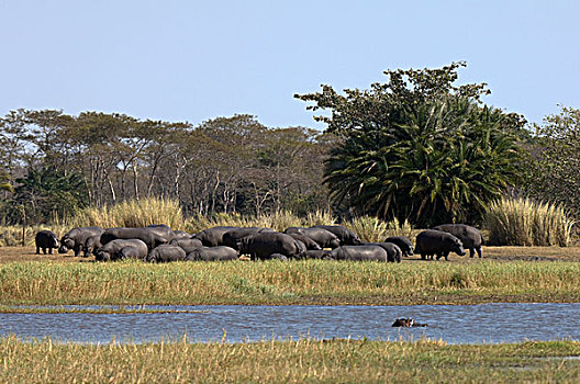 河马,国家公园,赞比亚