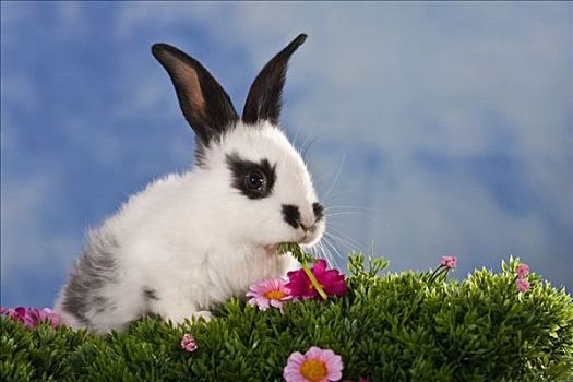 黑白,斑点,兔子,花,草地