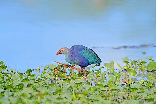 紫水鸡,紫色,巴拉特普尔,拉贾斯坦邦,印度,亚洲