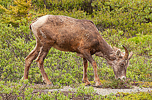 大角羊,放牧,树林,碧玉国家公园,艾伯塔省,加拿大