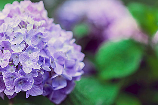 紫色,八仙花属,花园