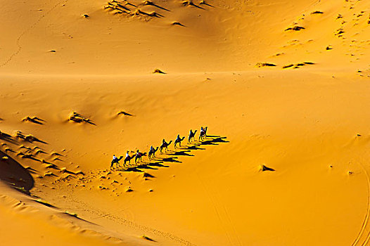 游客,骑,单峰骆驼,沙子,沙丘,撒哈拉沙漠,南方,摩洛哥,非洲