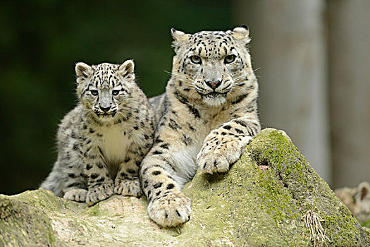 雪豹,英寸英寸,与母亲