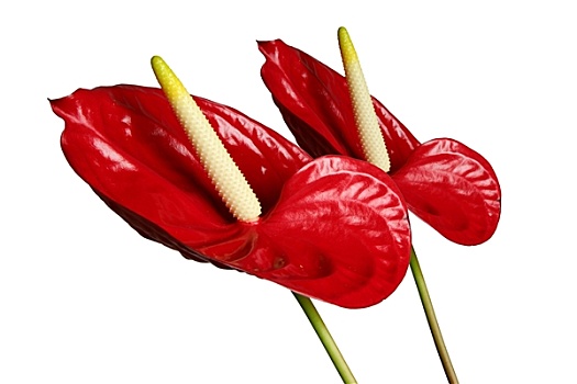 红花,花烛属植物