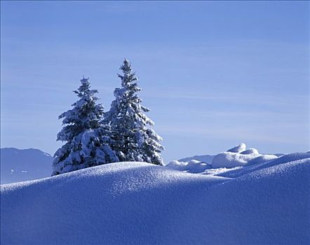 冬季,雪,树,白霜