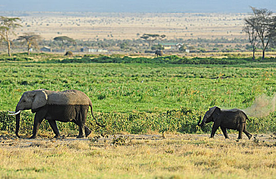 肯尼亚,安伯塞利国家公园,大象,玩,灰尘,幼兽
