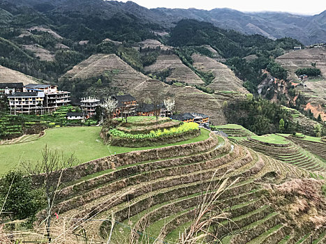 乡野,乡村,稻田