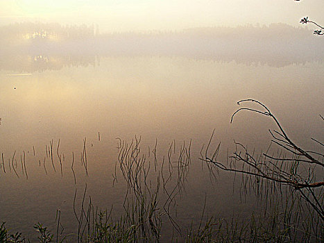 湿地,黎明