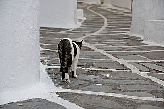 希腊,基克拉迪群岛,米克诺斯岛,猫,小路,大幅,尺寸