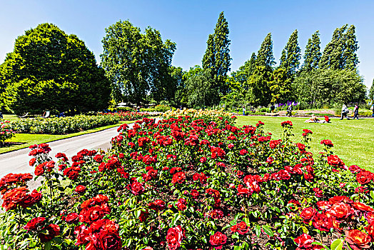 英格兰,伦敦,公园,女王,花园,玫瑰