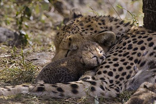 印度豹,猎豹,白天,老,幼兽,休息,母兽,鸟窝,马赛马拉,自然保护区,肯尼亚