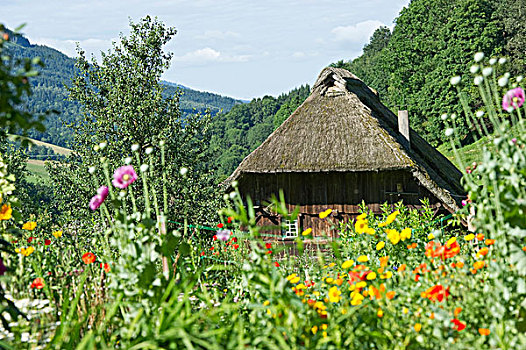 茅草屋顶,屋舍,花园,靠近,黑森林,巴登符腾堡,德国,欧洲