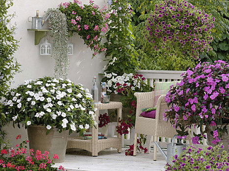 漂亮,许多,阳台,白色,凤仙花属植物