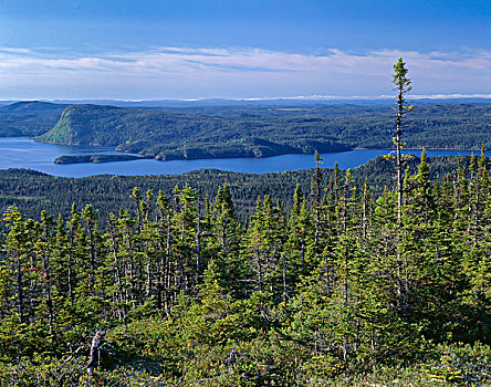 加拿大,纽芬兰,土壤,国家公园,北方针叶林,声音,风景,东南部,蓝山,大幅,尺寸