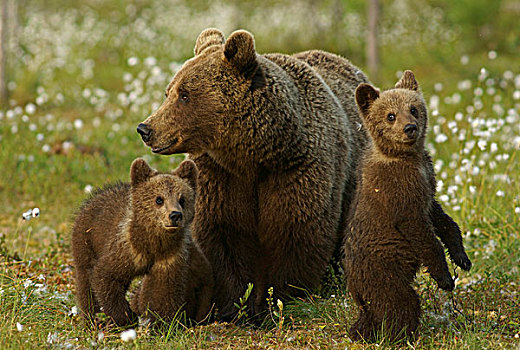 褐色,熊,幼兽,卡瑞里亚,芬兰,欧洲