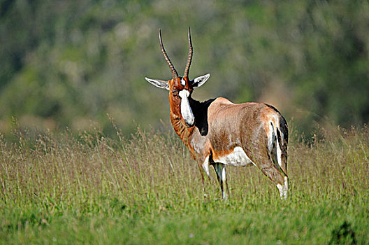 大羚羊,成年,站立,东开普省,南非