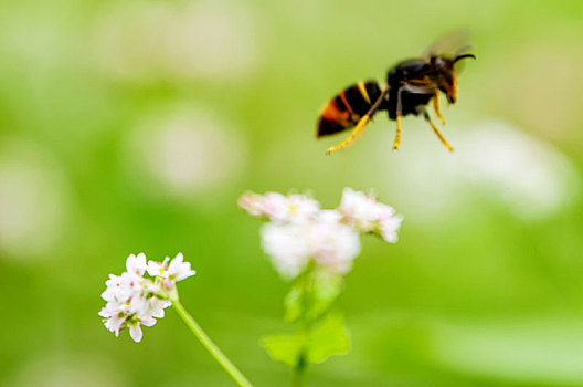 重庆酉阳,荞花,蜜蜂,蝶