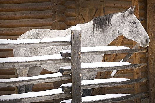 马,畜栏,加拉廷,蒙大拿,美国