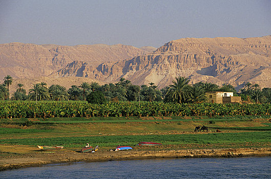 埃及,尼罗河,路克索神庙,香蕉,种植园