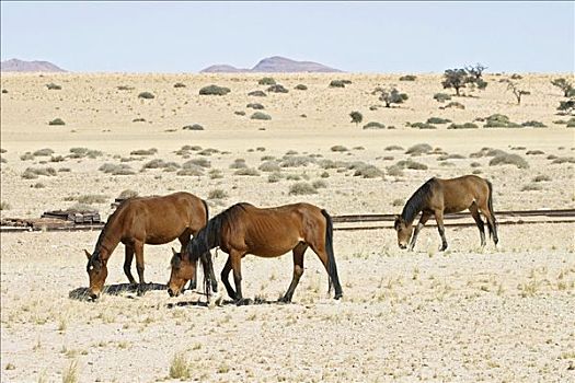野马,纳米布沙漠,纳米比亚,非洲