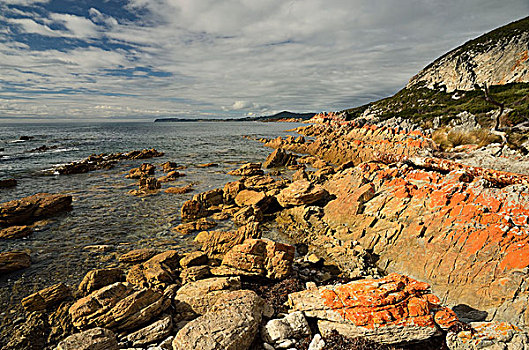 红色,苔藓,岩石上,岩石,国家公园,塔斯马尼亚,澳大利亚