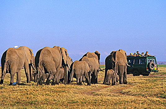 非洲象,牧群,旅游,肯尼亚