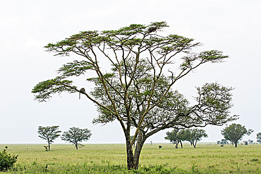 三个,豹,坐,枝条,黄色,刺槐,一个,上面,中心,左边,右边,仰视,风景,恩戈罗恩戈罗,保护区,坦桑尼亚