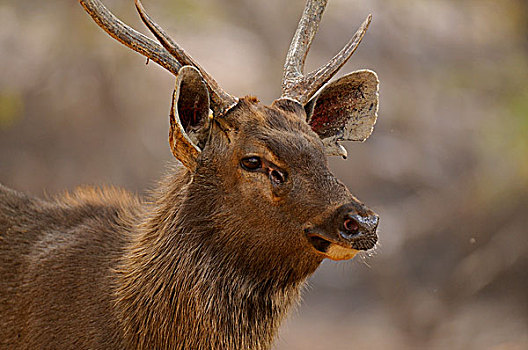 雄性,鹿,水鹿,尼日尔,拉贾斯坦邦,国家公园,印度,亚洲