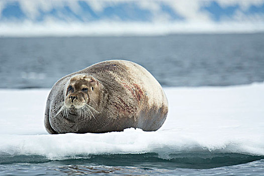 挪威,斯瓦尔巴特群岛,斯匹次卑尔根岛,髯海豹,休息,浮冰