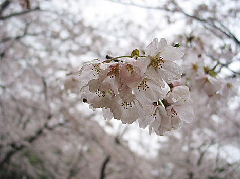 香川,公园,樱花,特写