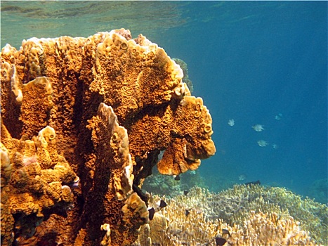 珊瑚礁,珊瑚