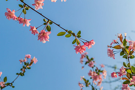 苏州阳澄湖半岛仙樱湖花园春季风光