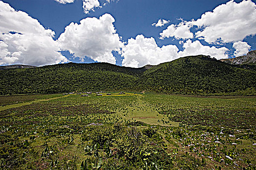 草地,香格里拉,中国