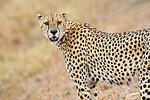 非洲,坦桑尼亚,印度豹,塞伦盖蒂国家公园