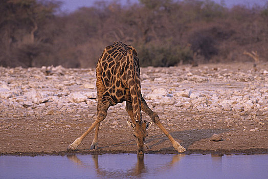 非洲,纳米比亚,埃托沙国家公园,长颈鹿,喝,水潭