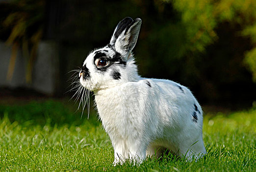 年轻,矮小,兔子,坐,草坪