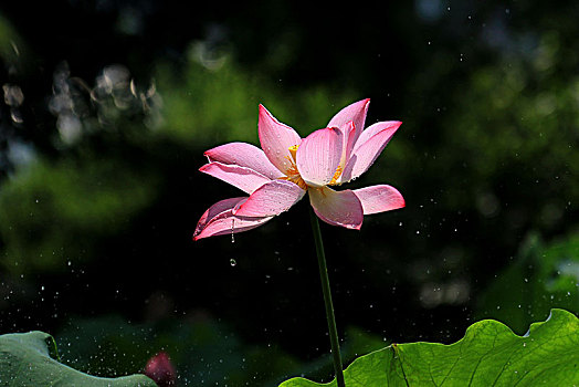 雨中荷花